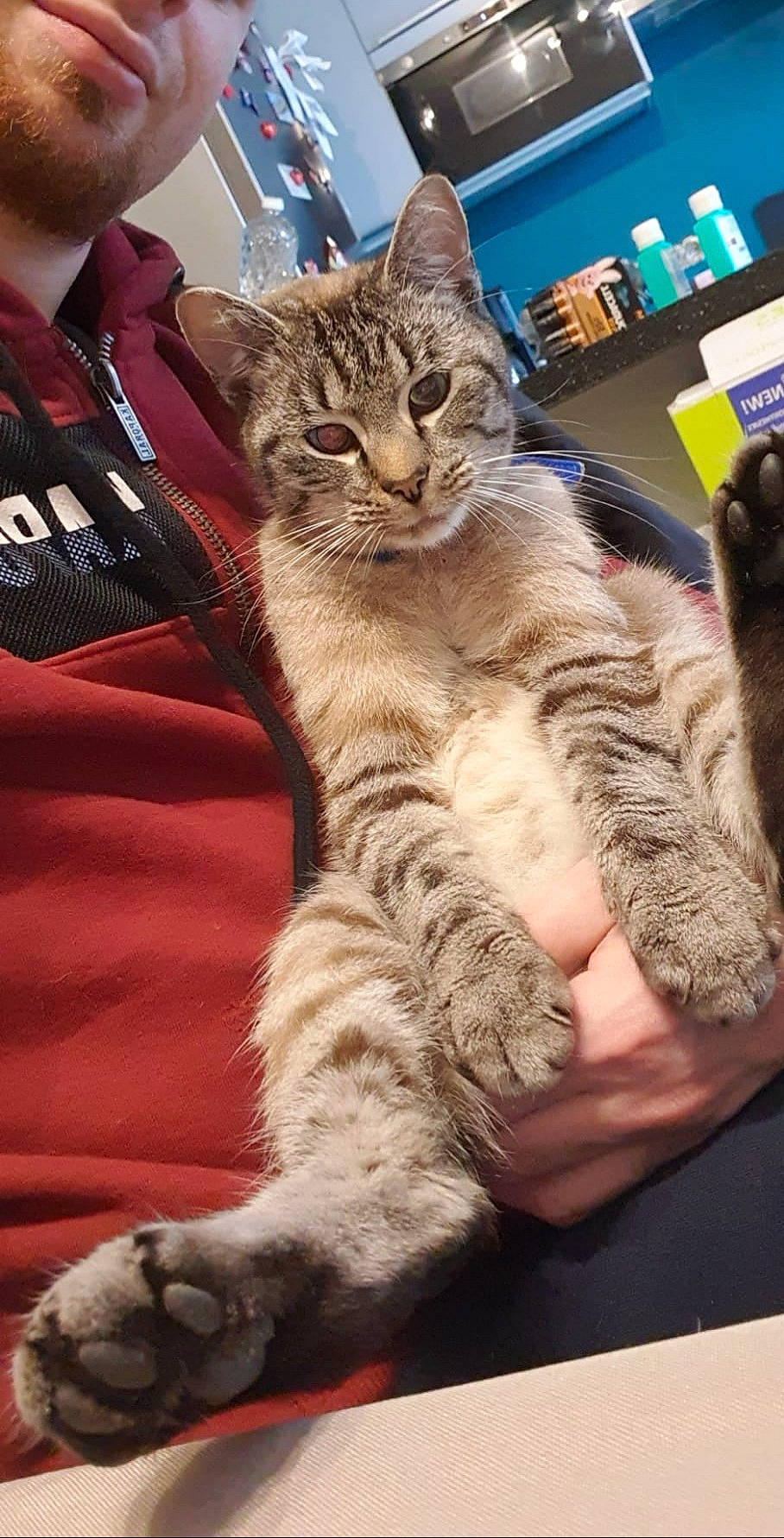 Multan a rejoint le concours — aidez-le/la à gagner de superbes lots ! carnivore, cat, claw, comfort, domestic_short_haired_cat, felidae, fur, gesture, lap, nail, paw, sitting, small_to_medium_sized_cats, snout, tail, terrestrial_animal, whiskers