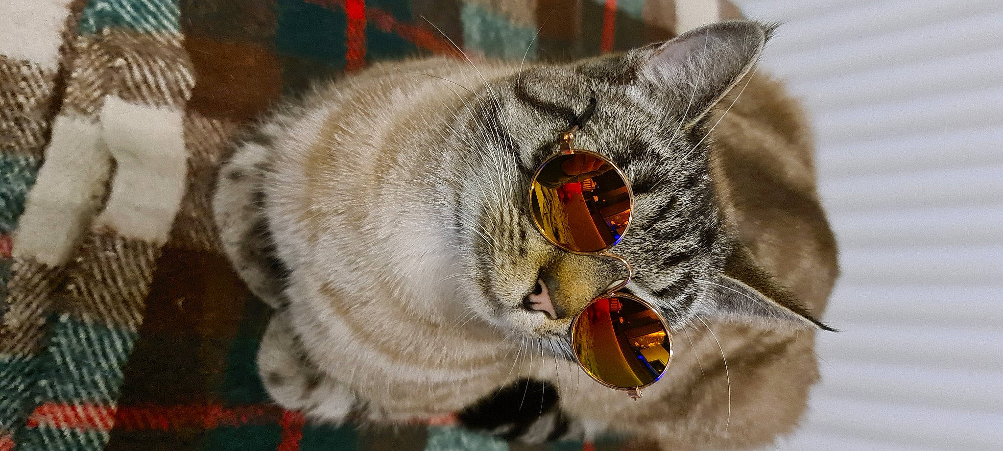 Multan a rejoint le concours — aidez-le/la à gagner de superbes lots ! carnivore, cat, claw, collar, domestic_short_haired_cat, eye, fang, felidae, freezing, fur, grey, macro_photography, paw, small_to_medium_sized_cats, snout, tail, whiskers, wildlife, winter, yawn