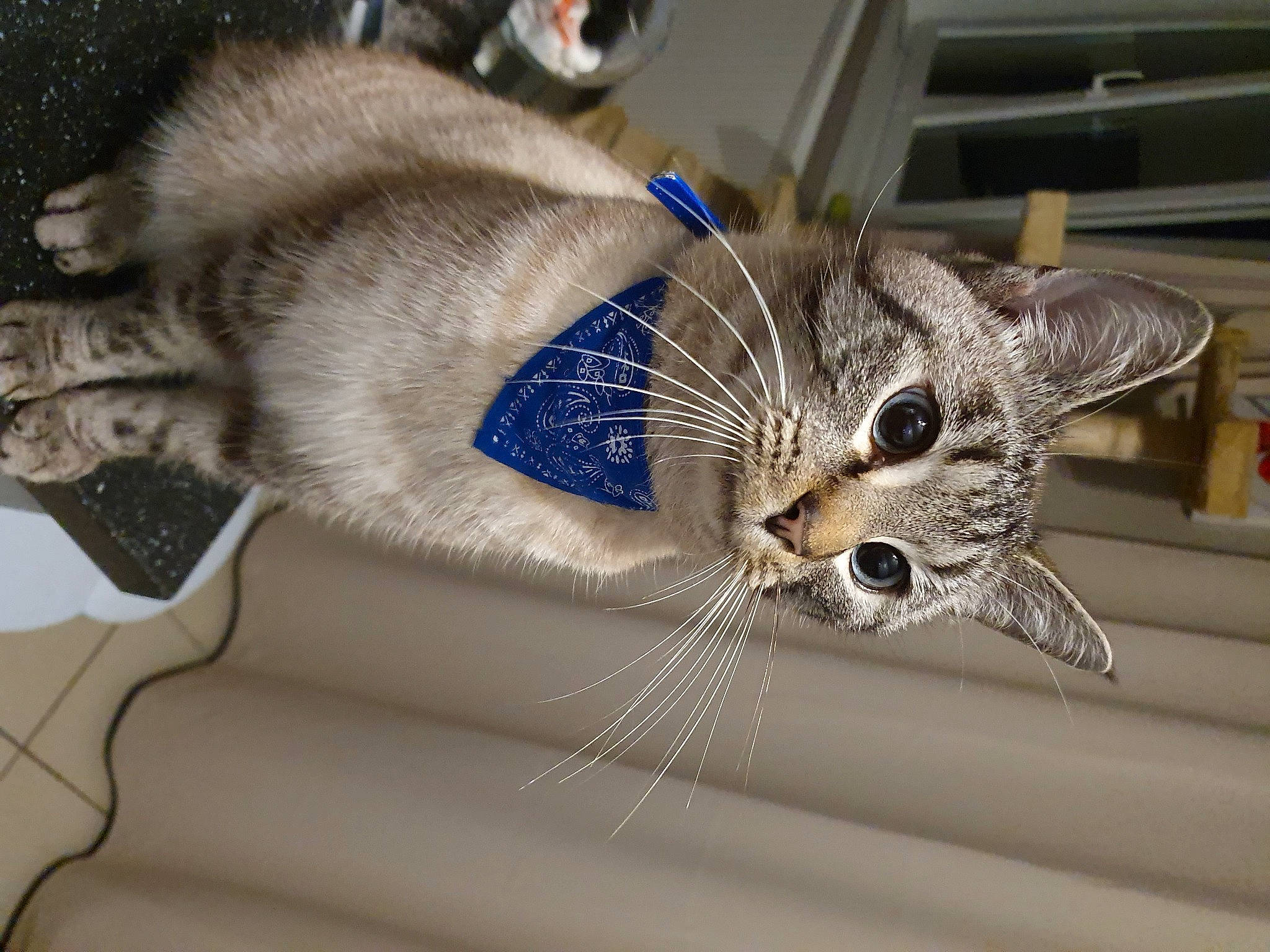 Multan participe au concours pour gagner de l'argent avec cette photo : carnivore, cat, claw, collar, comfort, domestic_short_haired_cat, fawn, felidae, fur, metal, paw, small_to_medium_sized_cats, snout, tail, vehicle, whiskers