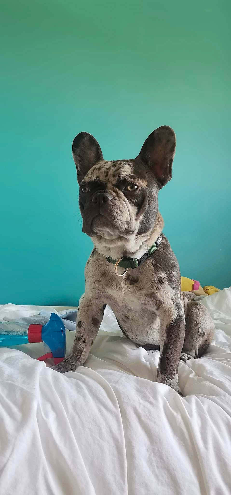 Polak participe au concours pour gagner de l'argent avec cette photo : boston_terrier, bulldog, canidae, carnivore, collar, comfort, companion_dog, dog, dog_breed, dog_collar, ear, fawn, french_bulldog, snout, sporting_group, tail, terrestrial_animal, whiskers, working_animal, wrinkle