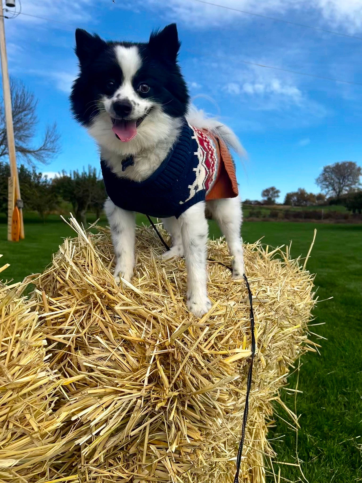 Xavier joined the competition — help win amazing prizes! agriculture, carnivore, cloud, collar, companion_dog, dog, dog_breed, dog_supply, field, grass, herding_dog, mammal, people_in_nature, plant, sky, street_light, tail, tree, vertebrate, working_animal