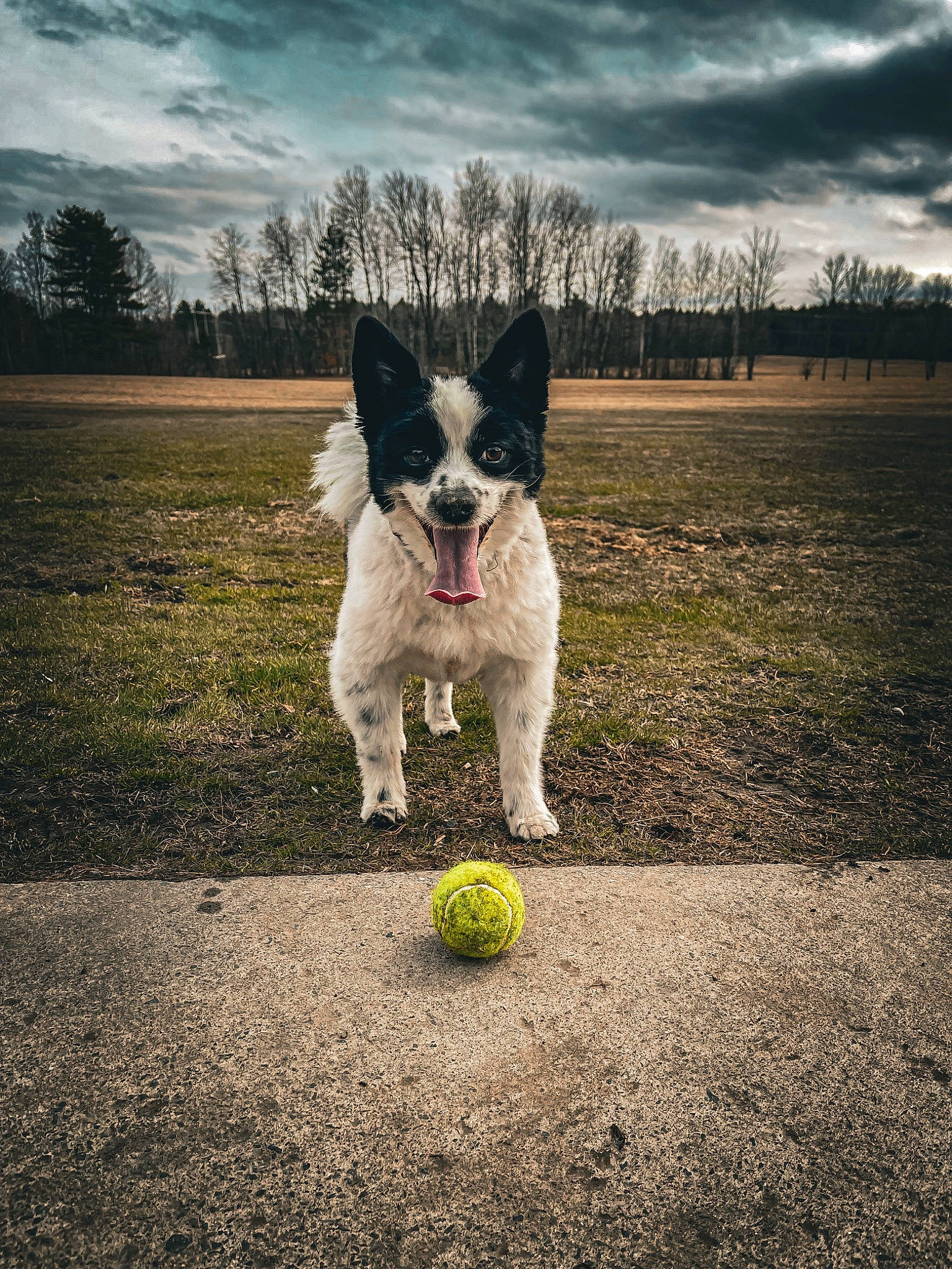 Xavier is registered to the contest to win money with this photo: asphalt, ball, carnivore, cloud, companion_dog, dog, dog_breed, dog_toy, grass, happy, horizon, landscape, recreation, sky, sporting_group, sports_equipment, tail, tennis_ball, toy_dog, tree