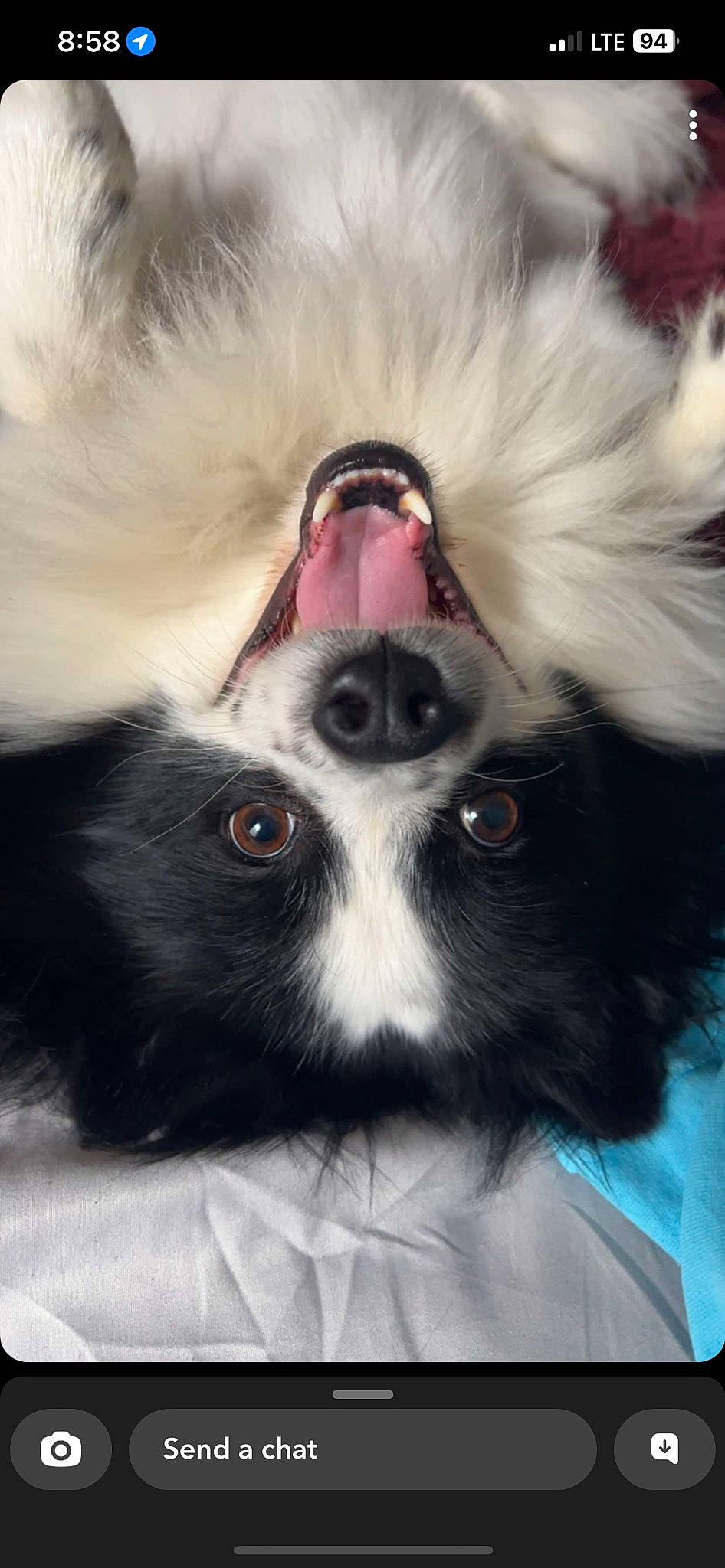 Xavier is registered to the contest to win money with this photo: canidae, carnivore, close_up, companion_dog, dog, dog_breed, ear, eye, eyelash, eyewear, fawn, fur, hair, jaw, liver, snout, sporting_group, toy_dog, whiskers, working_animal