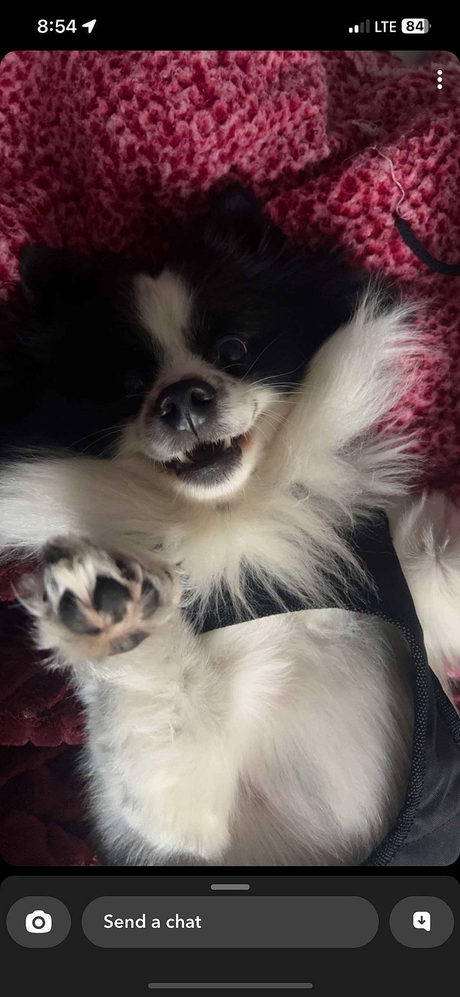 Xavier joined the competition — help win amazing prizes! canidae, carnivore, close_up, companion_dog, dog, dog_breed, dog_supply, fawn, fur, liver, magenta, non_sporting_group, primate, snout, sporting_group, terrestrial_animal, tibetan_spaniel, toy_dog, whiskers, working_animal