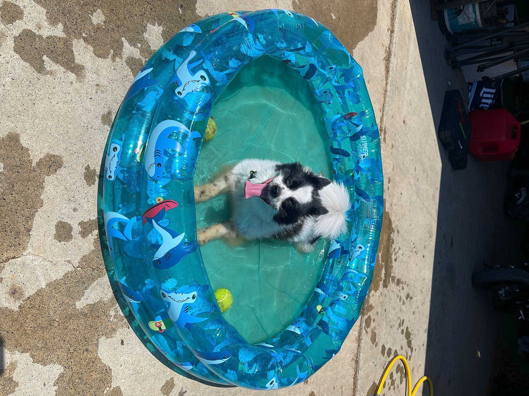 Xavier is registered to the contest to win money with this photo: art, azure, canidae, carnivore, circle, companion_dog, dishware, dog, dog_breed, dog_supply, electric_blue, fun, non_sporting_group, pattern, pet_supply, recreation, sporting_group, visual_arts