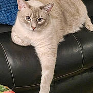 Tuesday joined the competition — help win amazing prizes! cat, fluffy, cream_color, gray_color, leather_couch, stretching_paw, indoor, feline, relaxed, pet, animal, cozy, furniture, blue_blanket, tablecloth, closeup, whiskers, ears, eyes, carpet