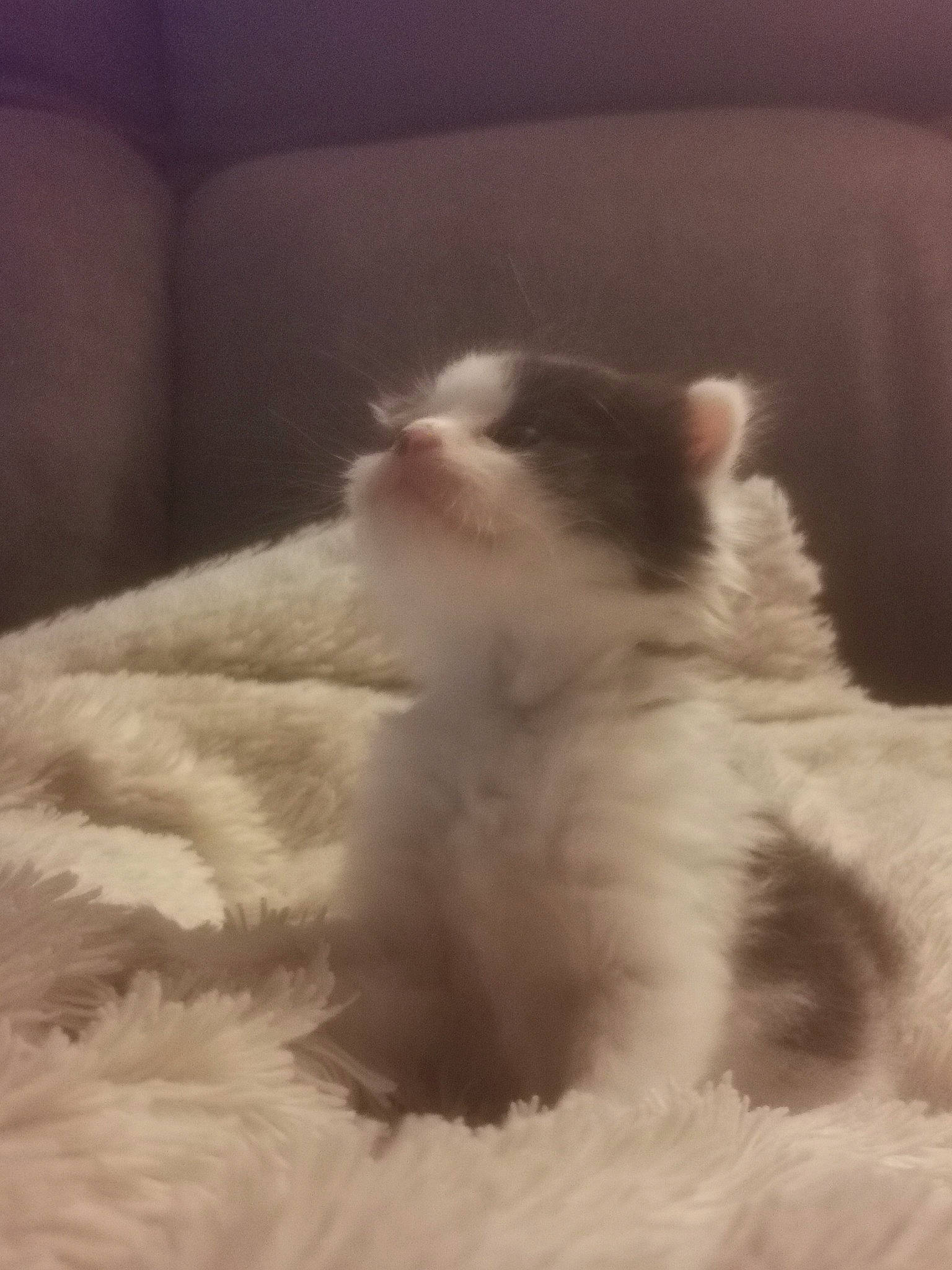 Ugo a rejoint le concours — aidez-le/la à gagner de superbes lots ! carnivore, cat, comfort, fawn, felidae, flooring, fur, paw, small_to_medium_sized_cats, snout, tail, terrestrial_animal, whiskers