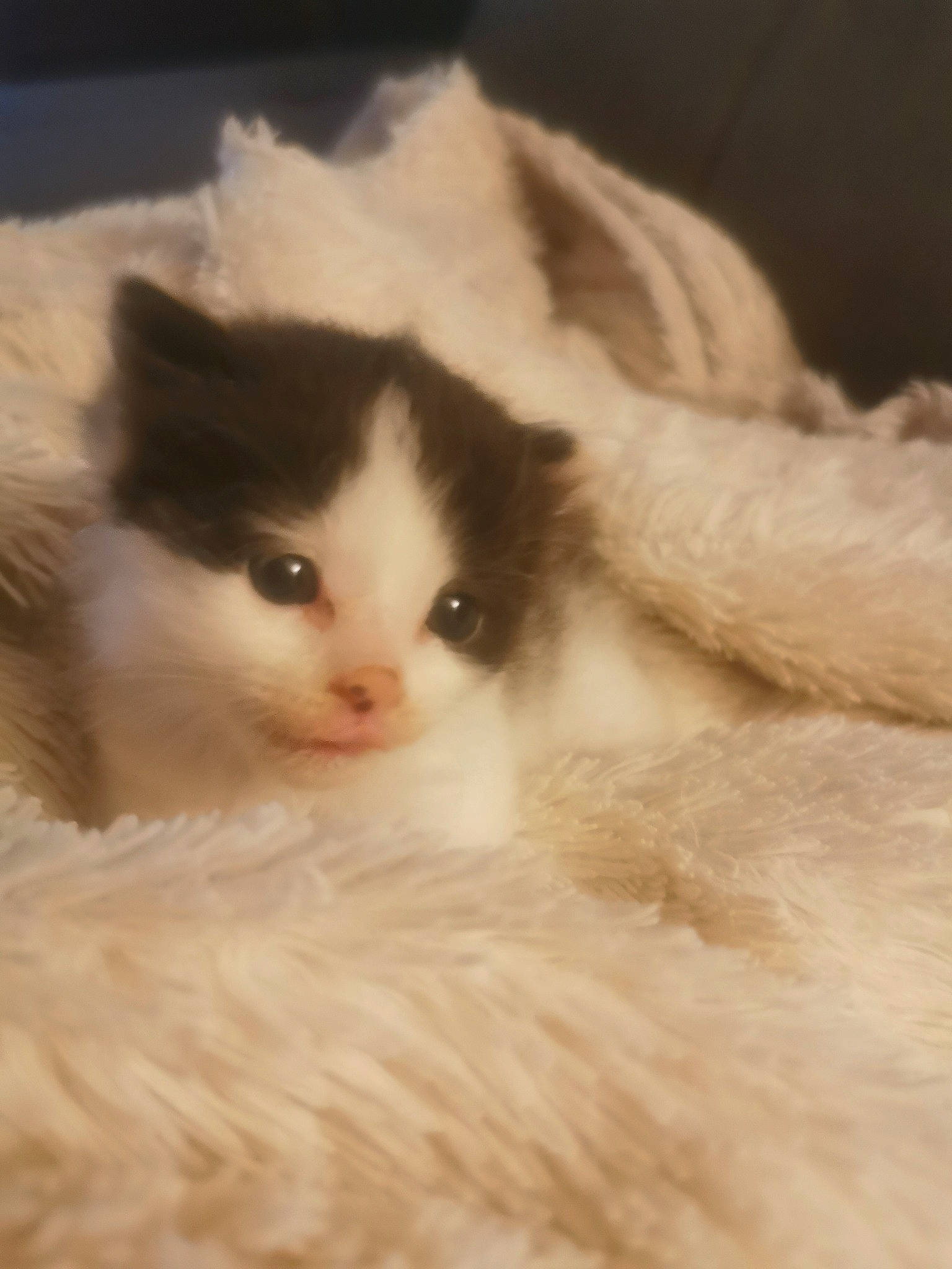 Ugo a rejoint le concours — aidez-le/la à gagner de superbes lots ! carnivore, cat, fawn, felidae, fur, paw, small_to_medium_sized_cats, snout, tail, terrestrial_animal, whiskers