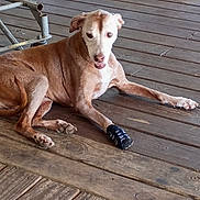 Laia joined the competition — help win amazing prizes! animal, brown, canine, companion, curious, dog, domestic, ears, flooring, indoor, looking, lying_down, metal_bowl, mouth_open, paw, pet, resting, sock, white, wooden_floor