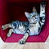animal, cat, close_up, feline, funny_pose, green_eyes, home, indoor, lying_down, paws, pet, playful, portrait, red_chair, relaxed, stretching, striped_fur, tabby_cat, whiskers, wood_floor