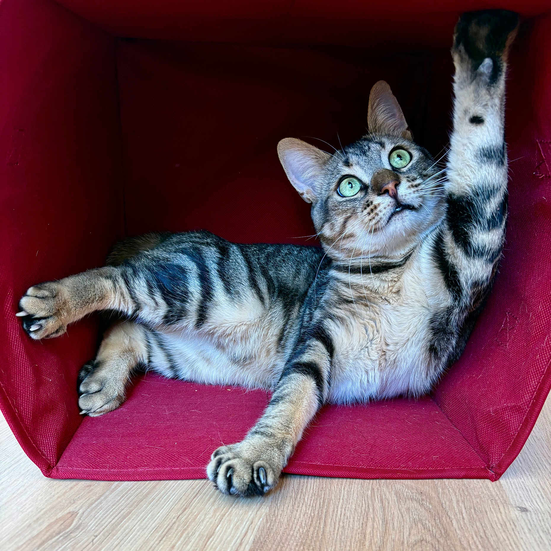 Loki