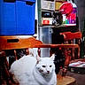 Taylor joined the competition — help win amazing prizes! cat, white_cat, wooden_chair, indoor, storage_bins, cluttered_room, household_items, furniture, pet, animal, relaxed, sitting, domestic, feline, home, cozy, wood, orange_chair, container, shelf