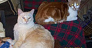 Taylor joined the competition — help win amazing prizes! cat, cats, indoor, plaid_blanket, orange_cat, white_cat, furniture, table, clutter, timestamp, pet, animal, domestic, resting, cozy, home, feline, relaxed, two_animals, living_room