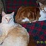 animal, cat, cats, clutter, cozy, domestic, feline, furniture, home, indoor, living_room, orange_cat, pet, plaid_blanket, relaxed, resting, table, timestamp, two_animals, white_cat