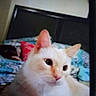Taylor joined the competition — help win amazing prizes! cat, cream_colored, bed, pillow, indoor, feline, pet, close_up, blurred, soft_fur, animal, resting, domestic_animal, cute, whiskers, ears, face, sleepy, comfort, cozy