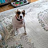 Pete is registered to the contest to win money with this photo: dog, pet, indoor, living_room, carpet, dog_collar, dog_crate, dog_toys, blanket, wooden_floor, furniture, home, curious, sitting, animal, domestic_animal, cute, floor, colorful, cozy