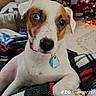 dog, heterochromia, blue_eye, brown_eye, pet, indoor, blanket, plaid, collar, tag, holiday, christmas_tree, decorations, living_room, carpet, furniture, fan, cute, animal, domestic
