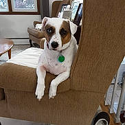 Pete joined the competition — help win amazing prizes! dog, brown_chair, indoor, window, lamp, photoframe, slipper, carpet, wood_floor, dog_collar, pet, furniture, relaxed, curious, white_dog, brown_patch, living_room, cozy, resting, animal