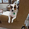 dog, brown_chair, indoor, window, lamp, photoframe, slipper, carpet, wood_floor, dog_collar, pet, furniture, relaxed, curious, white_dog, brown_patch, living_room, cozy, resting, animal