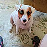 Pete joined the competition — help win amazing prizes! dog, pet, indoor, carpet, floral_pattern, white_dog, brown_markings, heterochromia, sitting, looking_up, collar, shoes, legs, floor, furniture, couch, light, home, domestic, cute