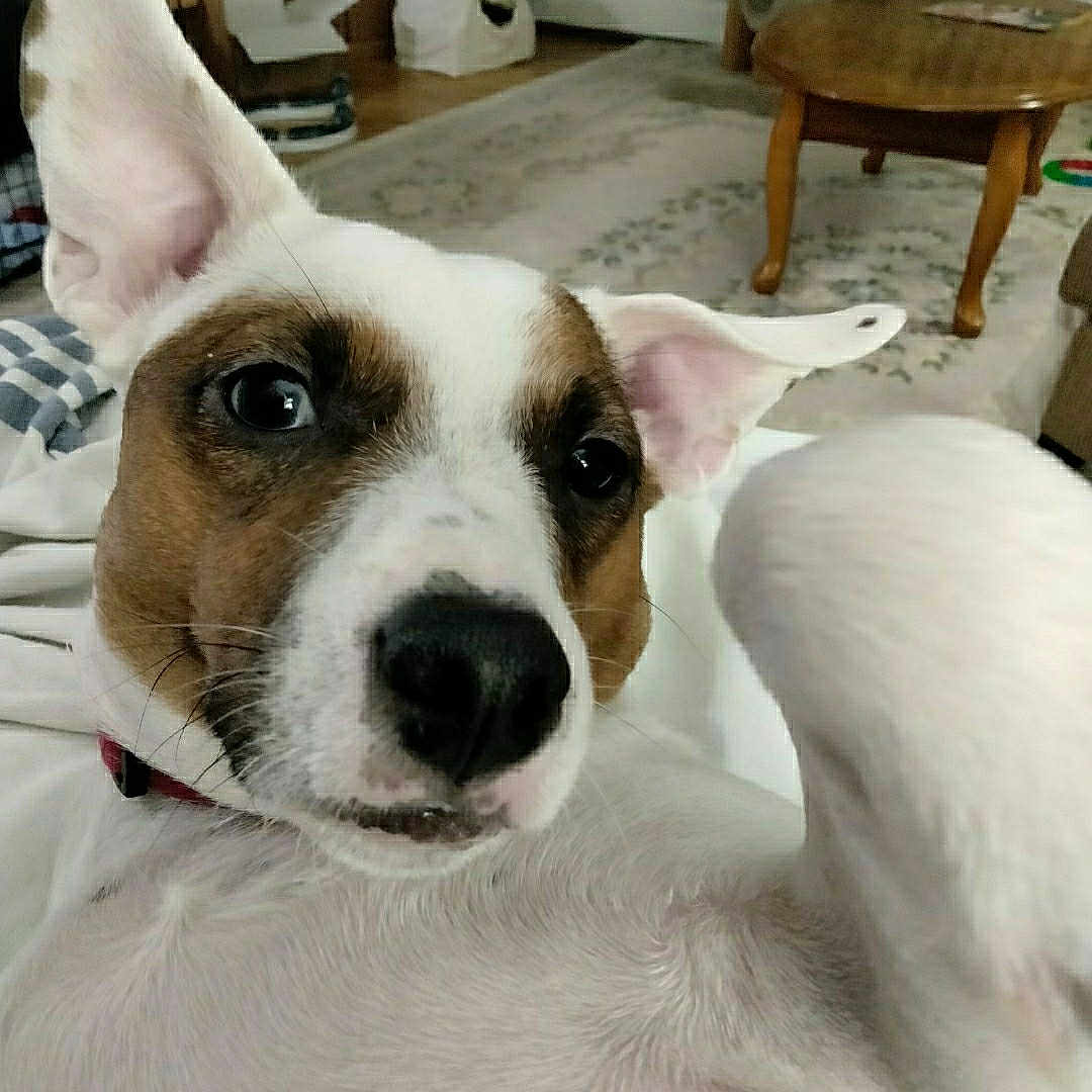 Pete