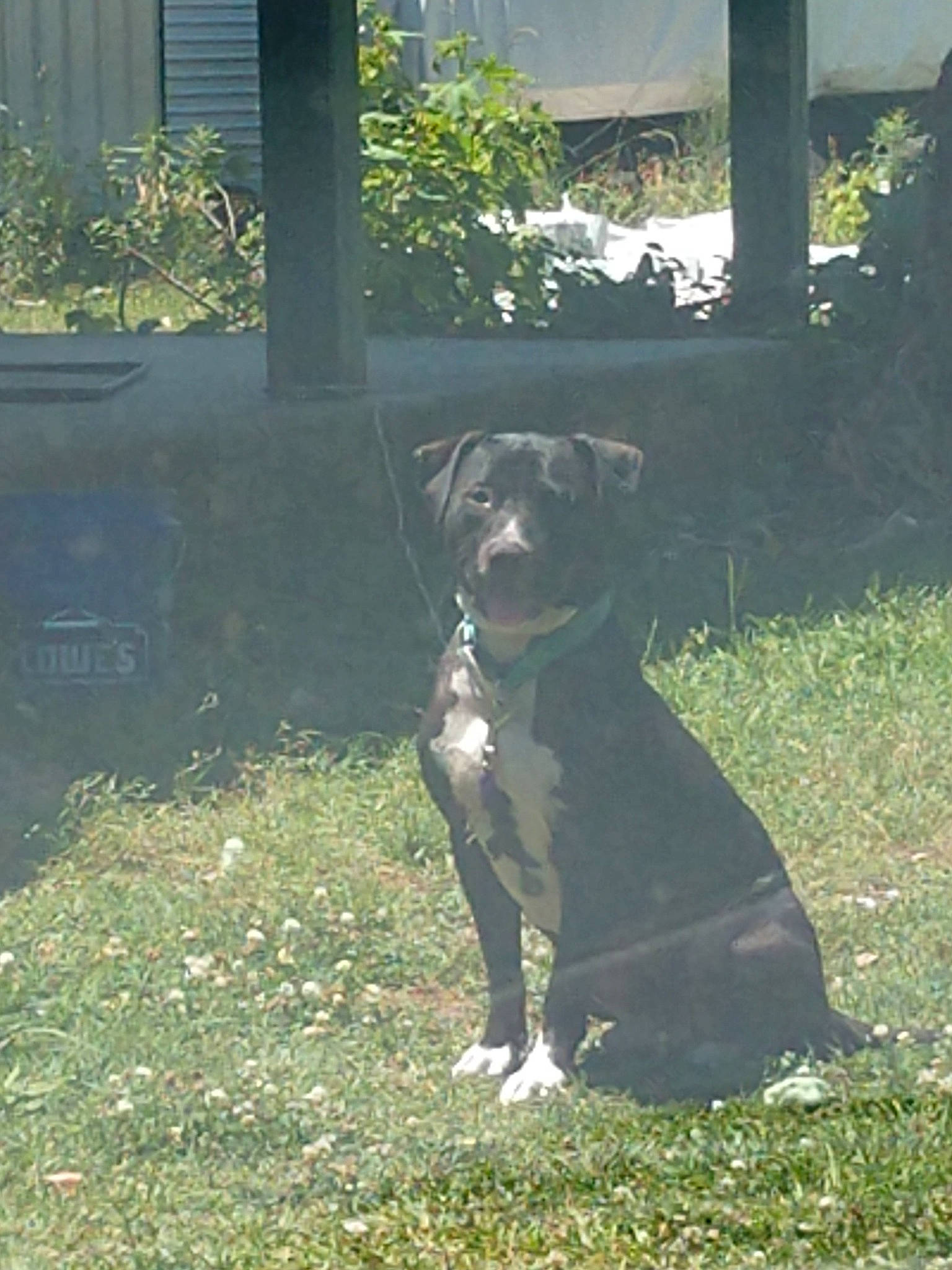 Baylor joined the competition — help win amazing prizes! alaunt, american_pit_bull_terrier, american_staffordshire_terrier, bandog, bully_kutta, canidae, carnivore, dog, dog_breed, fawn, mammal, non_sporting_group, sporting_group, staffordshire_bull_terrier, tail, vertebrate