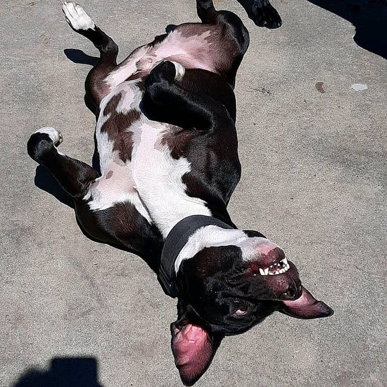 Baylor joined the competition — help win amazing prizes! american_bulldog, american_staffordshire_terrier, canidae, carnivore, dog, dog_breed, fawn, french_bulldog, mammal, non_sporting_group, pit_bull, pointer, puppy, snout, sporting_group, tail