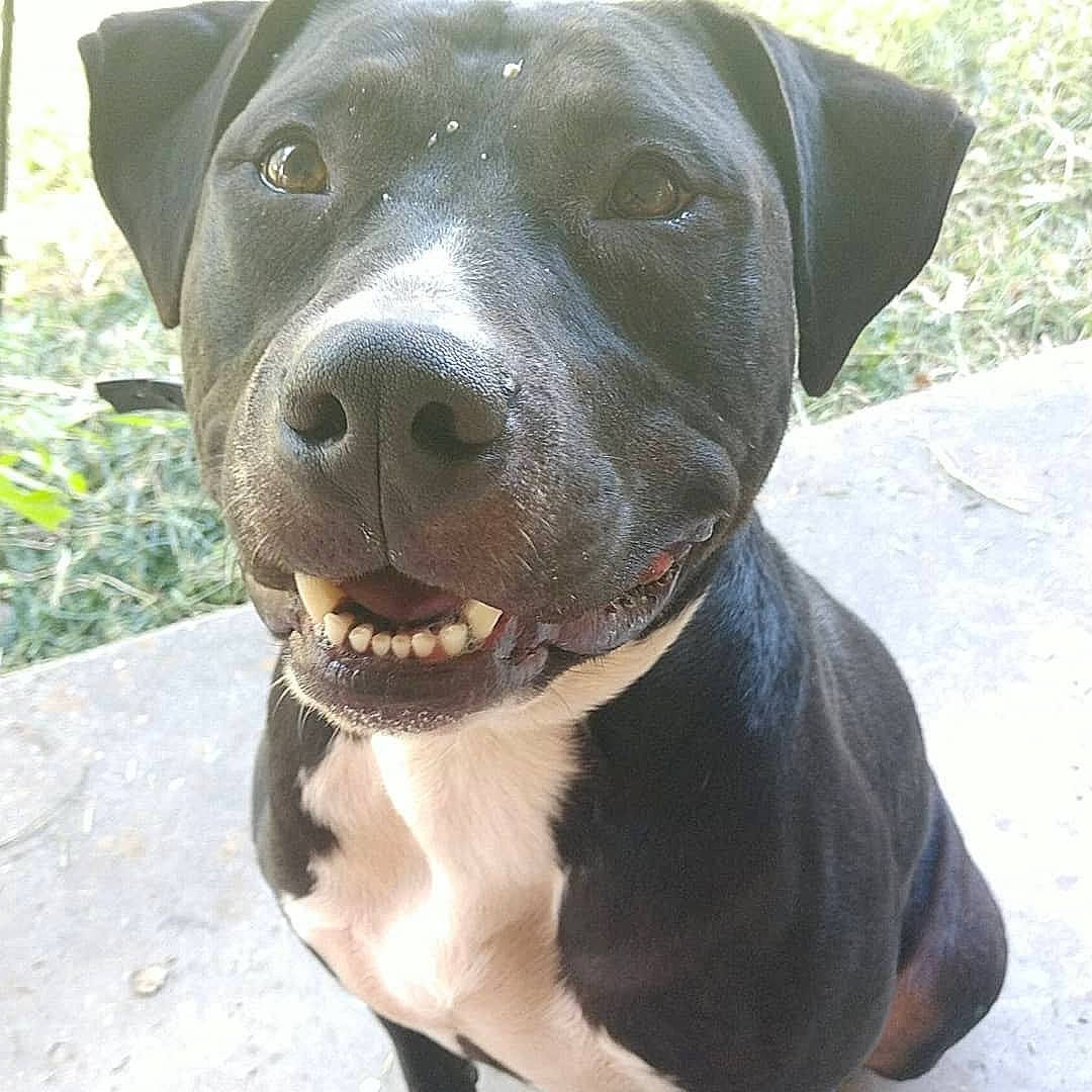 Baylor joined the competition — help win amazing prizes! american_pit_bull_terrier, american_staffordshire_terrier, bandog, bully_kutta, canidae, carnivore, catahoula_bulldog, dog, dog_breed, fawn, mammal, molosser, non_sporting_group, nose, pit_bull, rare_breed_dog, snout, sporting_group, vertebrate, whiskers