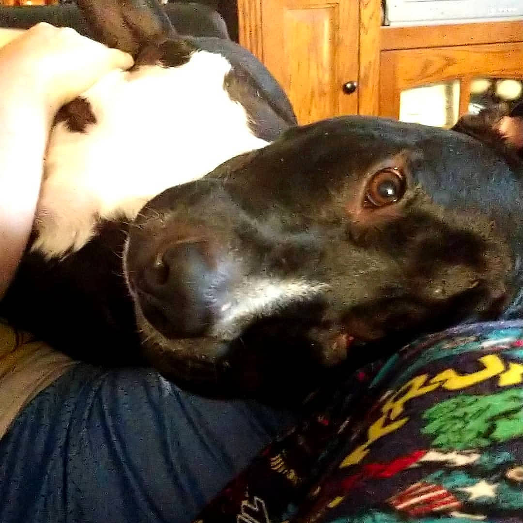 Baylor is registered to the contest to win money with this photo: canidae, carnivore, dog, dog_breed, german_shorthaired_pointer, nose, pointer, snout, sporting_group, whiskers