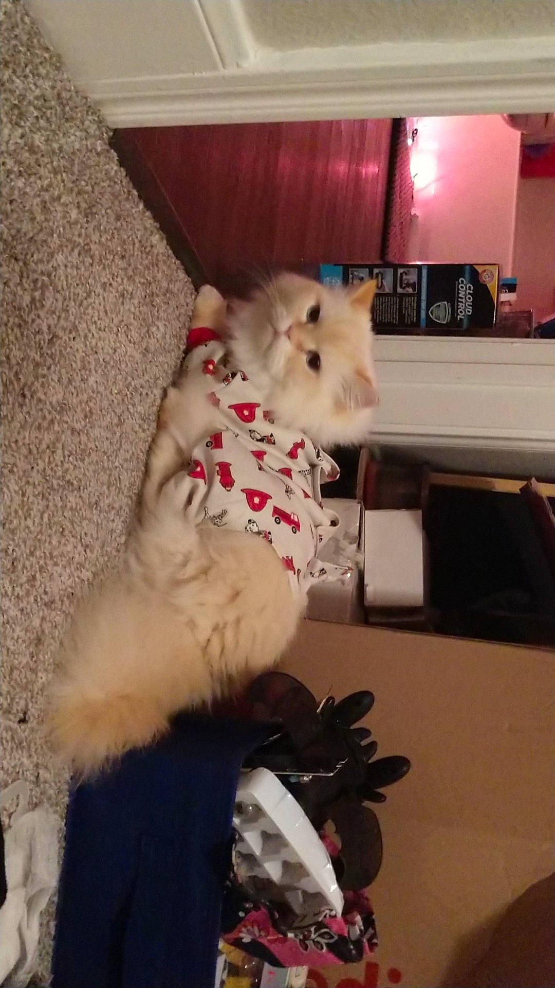 Toasted Marshmallow is registered to the contest to win money with this photo: canidae, fawn, fur