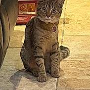 Penelope joined the competition — help win amazing prizes! cat, tabby_cat, kitten, pet, animal, sitting, upright, portrait, face, eyes, ears, whiskers, striped_fur, collar, tag, tile_floor, indoor, home, box, toy