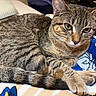 cat, tabby_cat, pet, animal, feline, striped_fur, green_eyes, whiskers, ears, paws, tail, lying_down, relaxed, indoor, bed, blanket, cozy, close_up, portrait, home