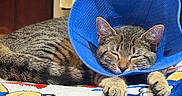 Penelope is registered to the contest to win money with this photo: cat, tabby, sleeping, pet, animal, blue_collar, recovery_collar, paws, whiskers, ears, fur, striped_fur, indoors, blanket, colorful, cozy, resting, lying_down, closeup, cute