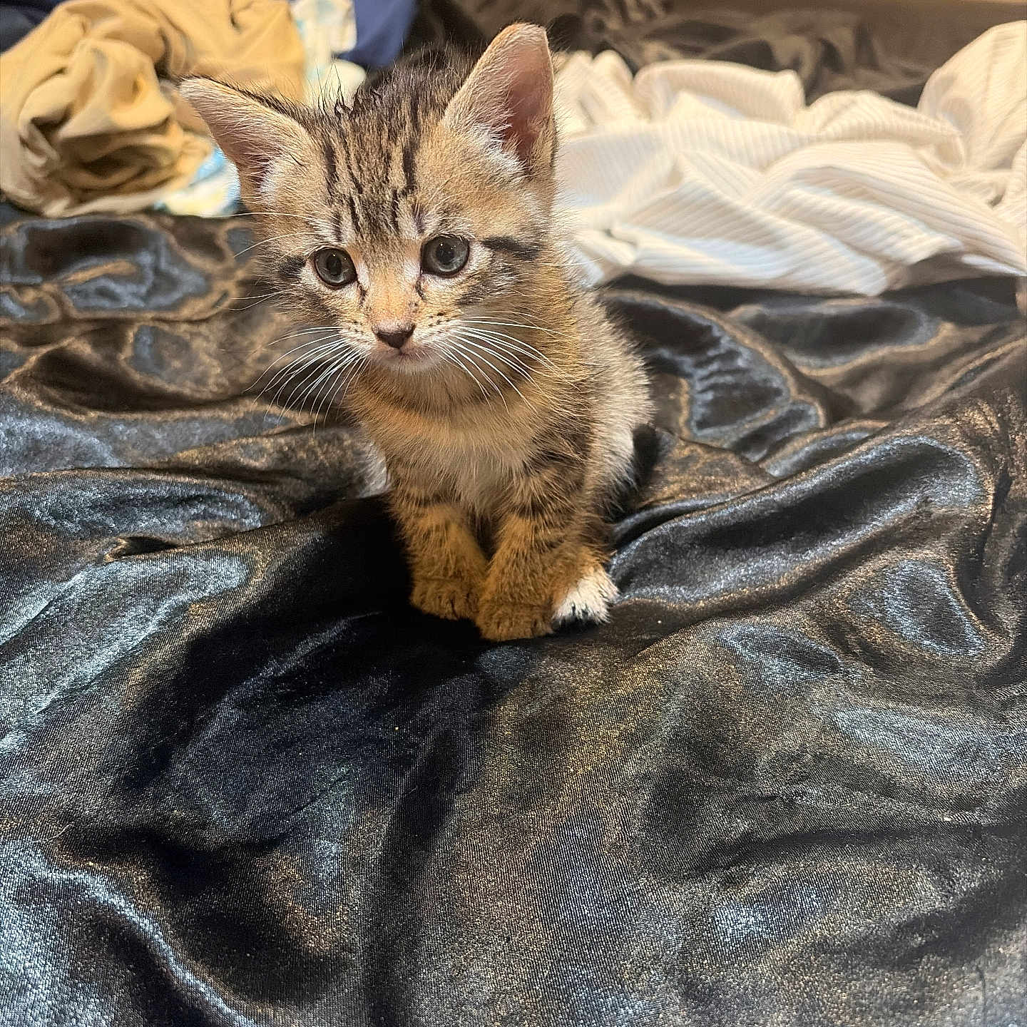 Penelope