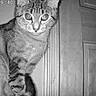 Penelope is registered to the contest to win money with this photo: cat, tabby, feline, pet, animal, night_vision, surveillance_camera, black_and_white, indoors, door, doorway, wood, standing, sitting, alert, wide_eyes, whiskers, striped_fur, timestamp, security