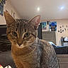 Penelope is registered to the contest to win money with this photo: cat, tabby_cat, pet, feline, portrait, close_up, sitting, brown_fur, striped_fur, green_eyes, pointed_ears, whiskers, indoors, bedroom, furniture, dresser, wall_art, remote_control, plush_toy, cozy