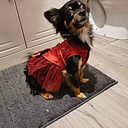 Paris a rejoint le concours — aidez-le/la à gagner de superbes lots ! animal, bathroom, black_dog, brown_dog, cabinet, chihuahua, clothing, curious, cute, dog, dress, floor, furniture, indoor, mat, pet, sitting, small_dog, toilet, wooden_floor