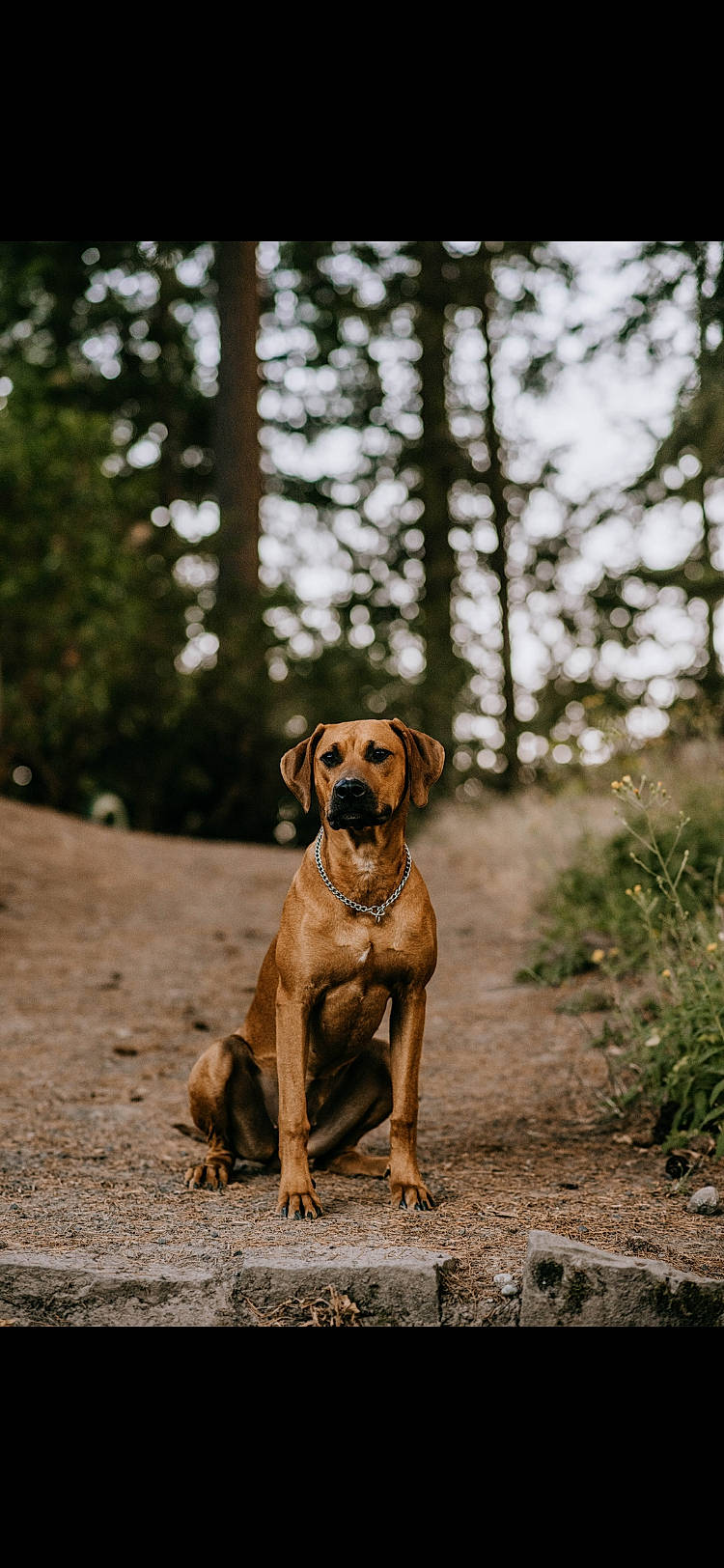Daisy Duke joined the competition — help win amazing prizes! canidae, carnivore, companion_dog, dog, dog_breed, fawn, liver, plant, sky, snout, soil, sporting_group, street_dog, tail, terrestrial_animal, tree, wildlife, wood, working_animal, working_dog