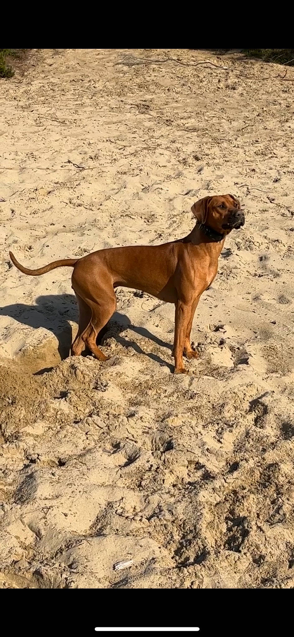 Daisy Duke joined the competition — help win amazing prizes! beach, carnivore, collar, companion_dog, dog, dog_breed, dog_collar, dog_supply, fawn, hunting_dog, landscape, liver, pet_supply, soil, sporting_group, terrestrial_animal, working_animal, working_dog