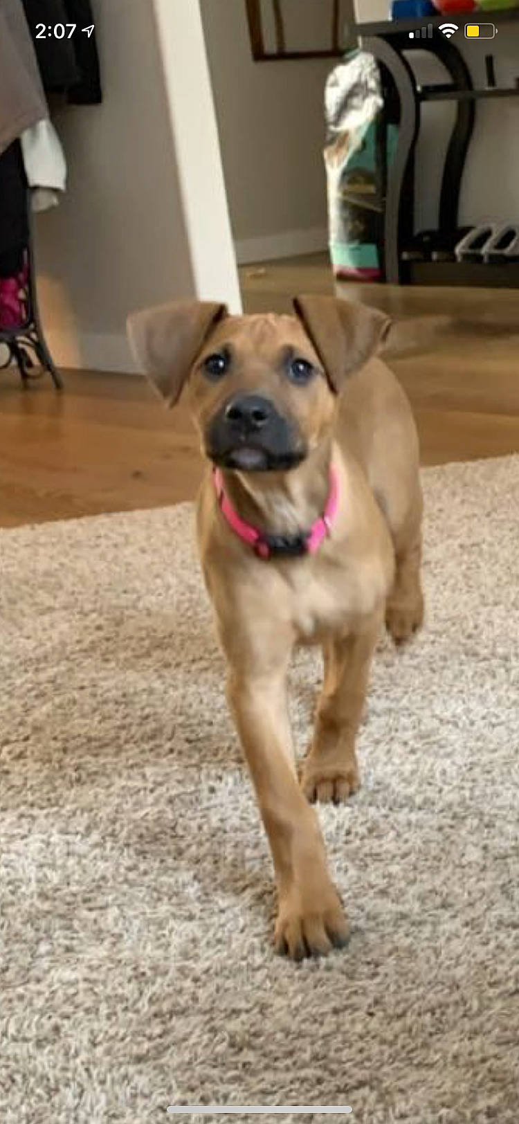 Daisy Duke is registered to the contest to win money with this photo: canidae, carnivore, collar, companion_dog, dog, dog_breed, dog_collar, dog_supply, fawn, floor, flooring, fur, guard_dog, hardwood, paw, pet_supply, snout, sporting_group, tail, working_animal