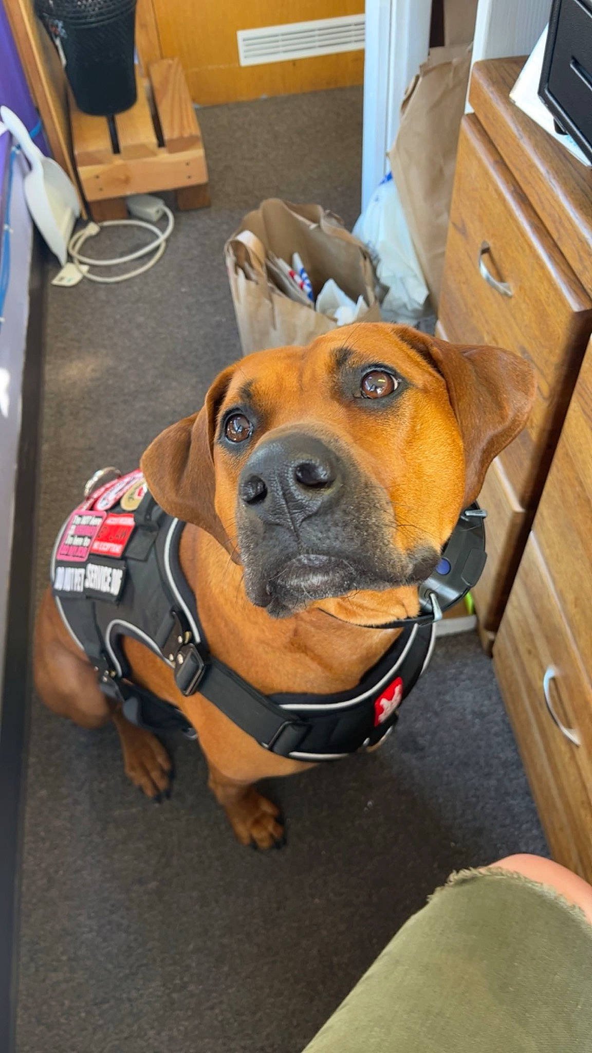 Daisy Duke is registered to the contest to win money with this photo: box, canidae, carnivore, collar, companion_dog, dog, dog_breed, dog_collar, fawn, guard_dog, non_sporting_group, sporting_group, whiskers, working_animal, working_dog, wrinkle