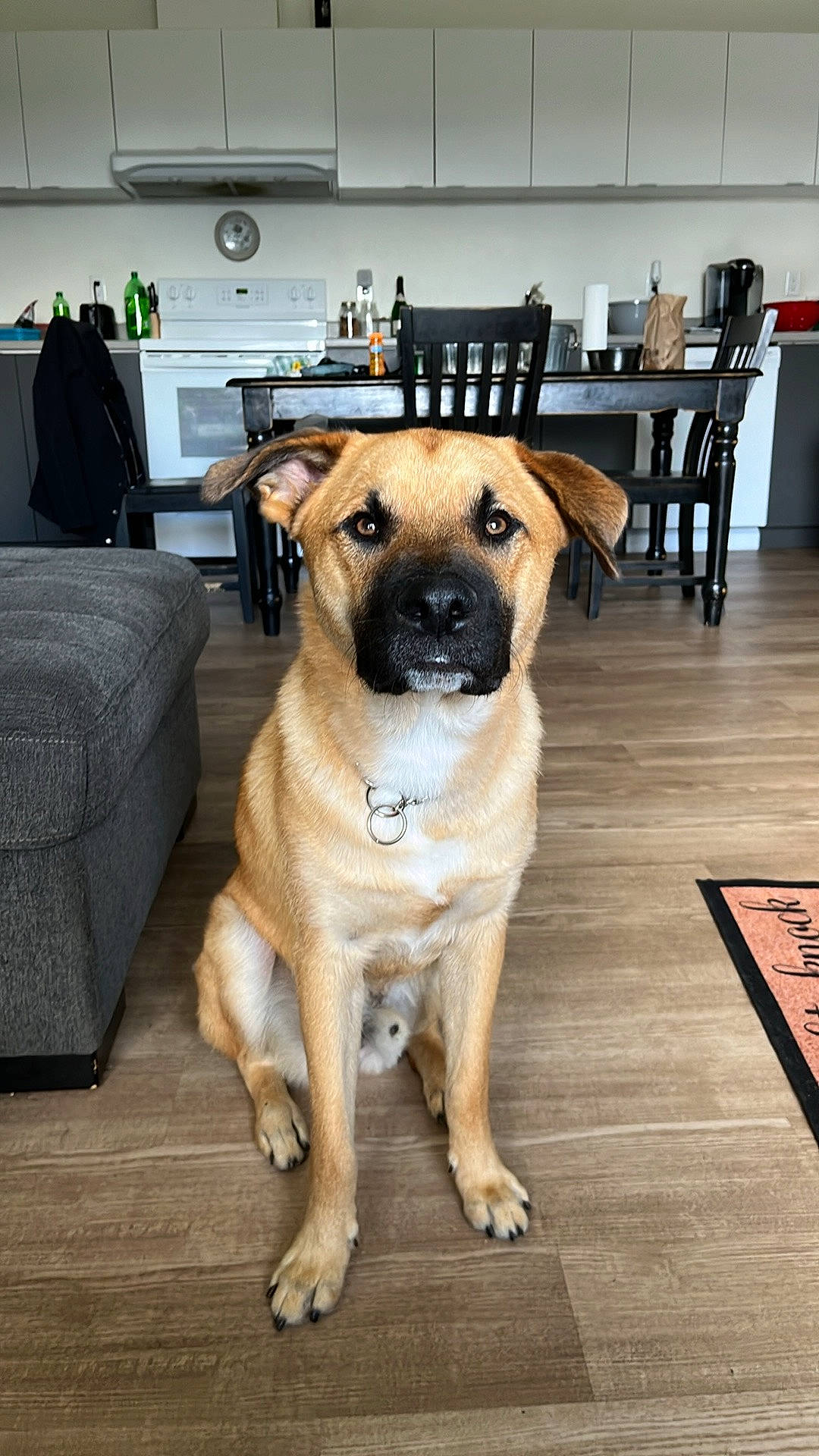 Denali joined the competition — help win amazing prizes! carnivore, chair, collar, companion_dog, couch, dog, dog_breed, fawn, flooring, fur, furniture, hardwood, pet_supply, plant, snout, sporting_group, table, whiskers, wood, working_animal