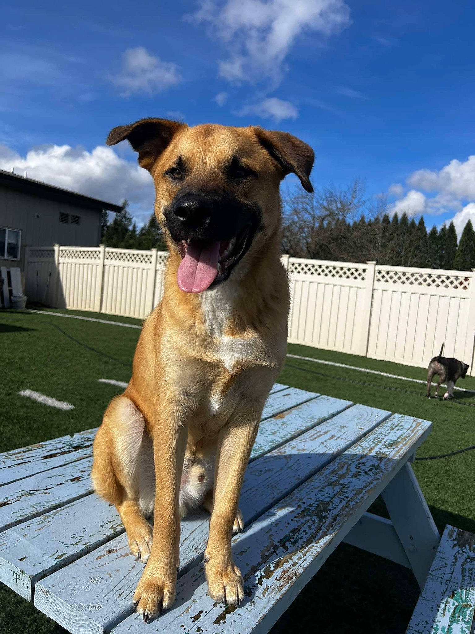 Denali is registered to the contest to win money with this photo: canidae, carnivore, cloud, collar, companion_dog, dog, dog_breed, dog_collar, dog_supply, fawn, guard_dog, pet_supply, sky, snout, sporting_group, tail, tree, window, working_animal, working_dog