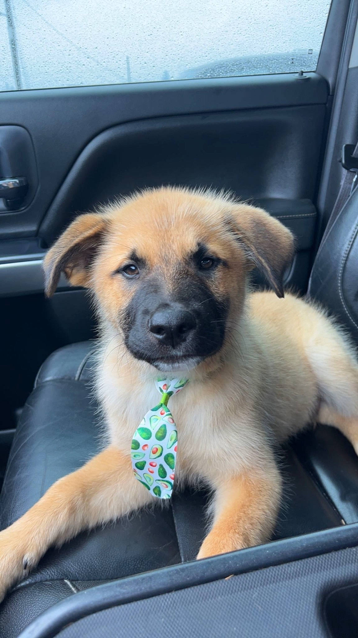 Denali is registered to the contest to win money with this photo: carnivore, companion_dog, dog, dog_breed, fawn, fur, german_shepherd_dog, snout, terrestrial_animal, whiskers, windshield, working_dog