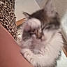 Ruth is registered to the contest to win money with this photo: cat, furry, blurred, close_up, indoor, animal, paw, leopard_print, fabric, wall, resting, domestic_cat, feline, soft, pet, cute, whiskers, fur, mammal, cozy