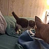 Ruth is registered to the contest to win money with this photo: kitten, dog, bed, blanket, indoor, curious, wallpaper, lamp, animal, pet, furniture, cozy, resting, blue, green, floral, vintage, interaction, domestic, soft