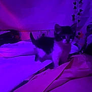 Ruth is registered to the contest to win money with this photo: kitten, cat, bed, blanket, indoor, purple_light, pink_light, curious, pet, animal, feline, young, cozy, soft_lighting, room, fabric, domestic, cute, small, fur