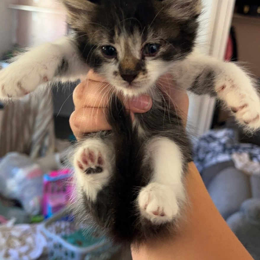 Ruth is registered to the contest to win money with this photo: kitten, cat, hand, indoor, living_room, pet, animal, feline, cute, small, white_paws, black_and_white, fur, claws, ears, face, paw, holding, domestic, young