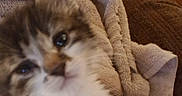 Ruth is registered to the contest to win money with this photo: kitten, cat, close_up, blur, furry, pet, animal, cozy, blanket, fabric, soft, indoor, wood, texture, cute, small, young, fur, face, resting