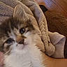 kitten, cat, close_up, blur, furry, pet, animal, cozy, blanket, fabric, soft, indoor, wood, texture, cute, small, young, fur, face, resting